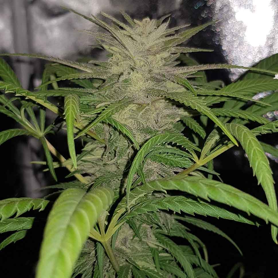 Семена  Auto Shark regular Ganja Seeds