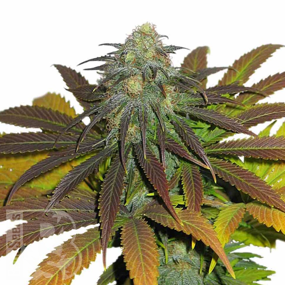 Семена ганжа  Powerful regular Ganja Seeds