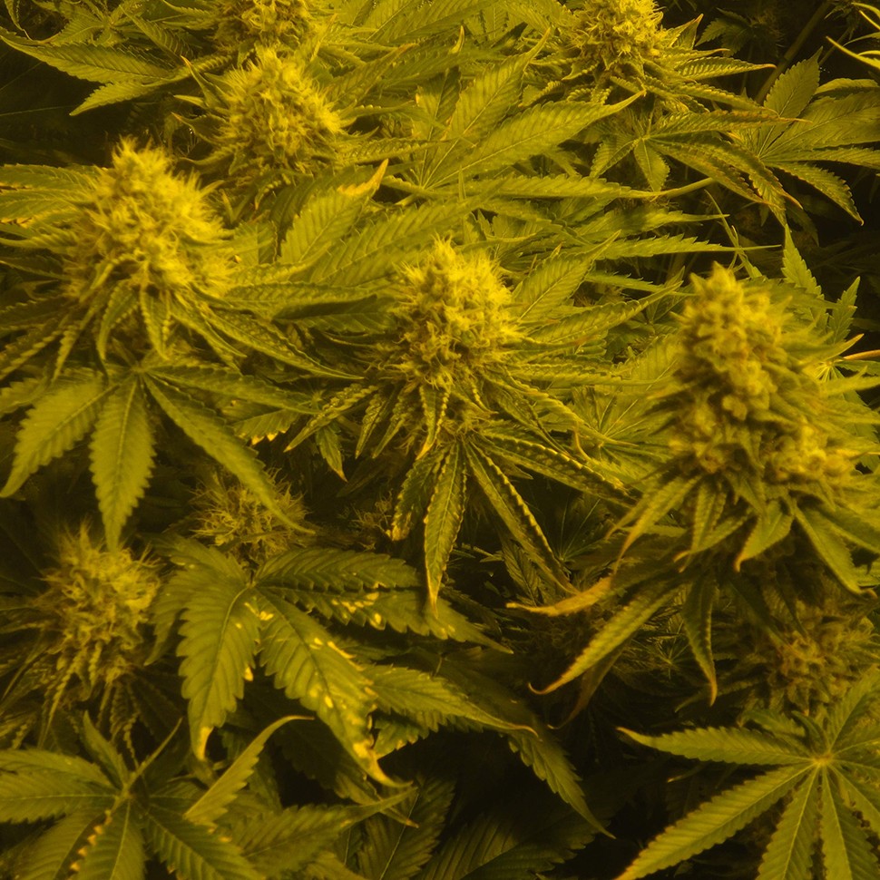 Семена марихуаны  Auto Pineapple feminised Ganja Seeds