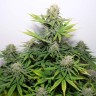 Семена марихуаны  Auto Talgar feminised Bang Seeds