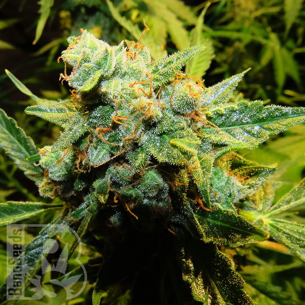 Семена марихуаны  Auto Northern Lights x Haze feminised Ganja Seeds