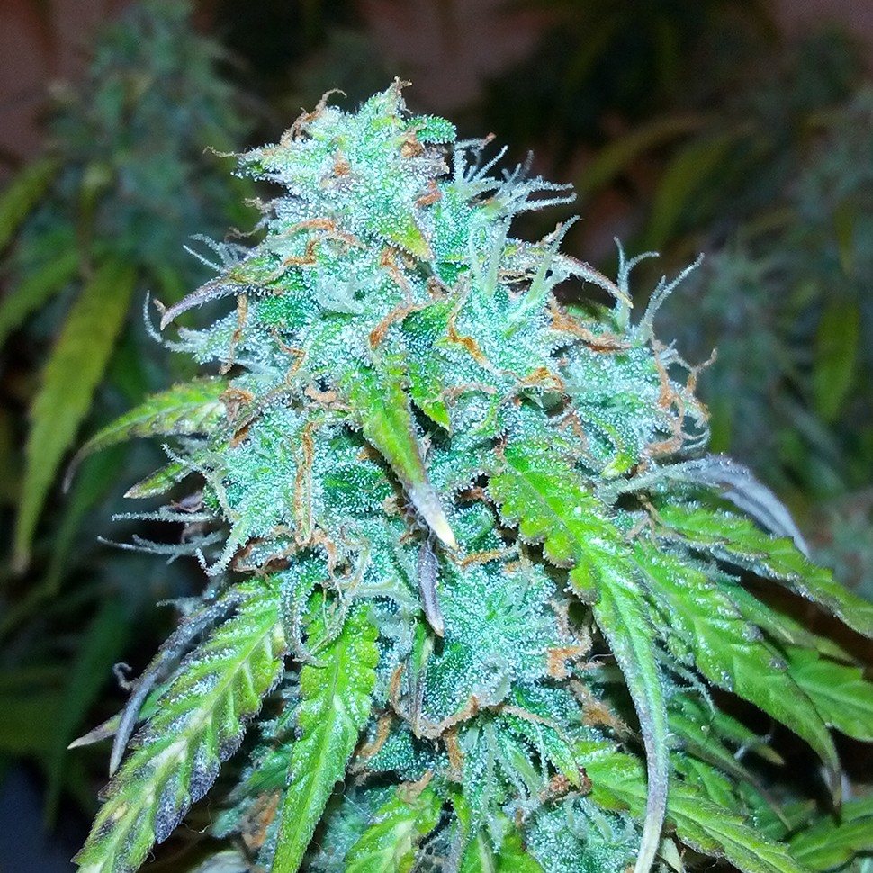 Семена Auto Jet 47 regular Ganja Seeds