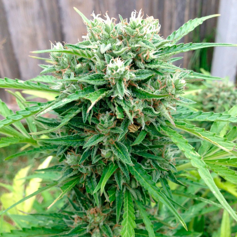 Семена ганжа  Auto Somango regular Ganja Seeds