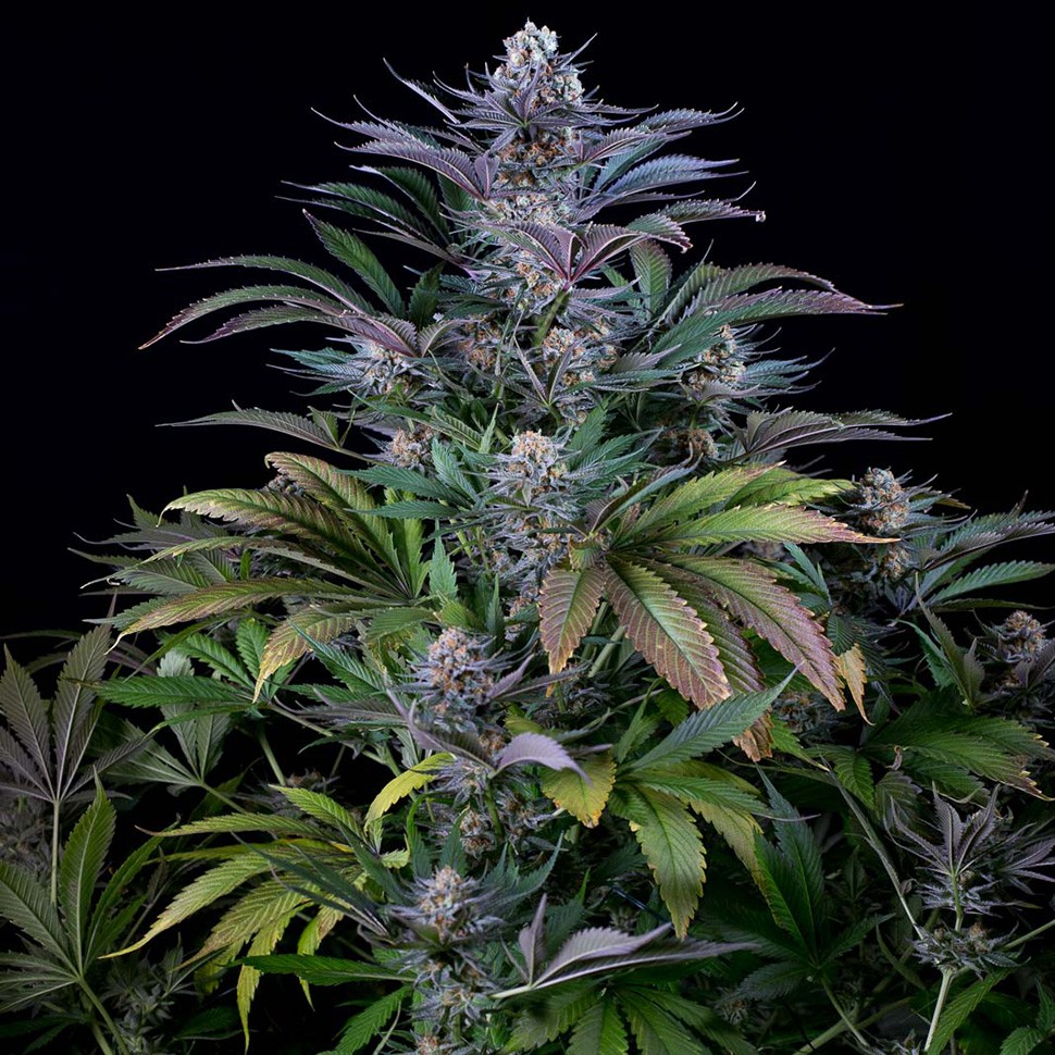 Семена конопли  Silver Haze regular Ganja Seeds