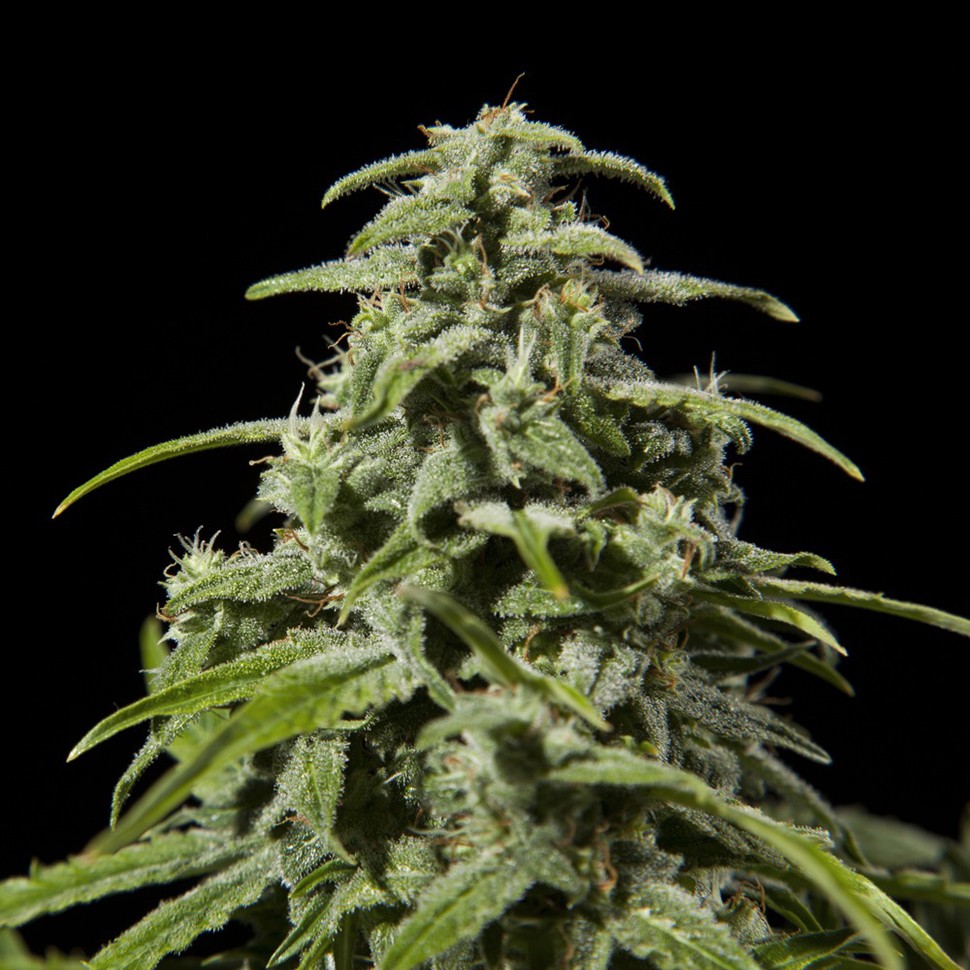 Семена  Early Skunk x AK feminised Ganja Seeds