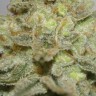 Семена  Early Skunk x AK feminised Ganja Seeds
