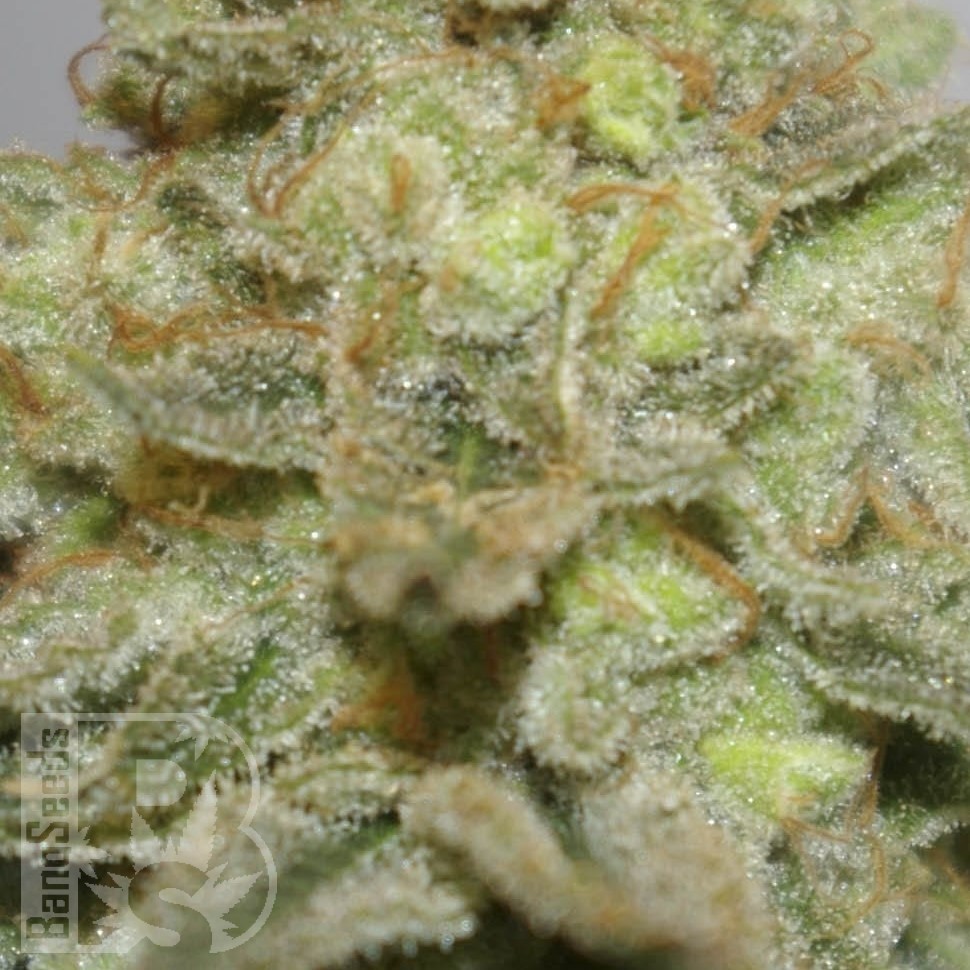 Семена  Early Skunk x AK feminised Ganja Seeds