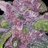 Семена  Early Skunk x AK feminised Ganja Seeds