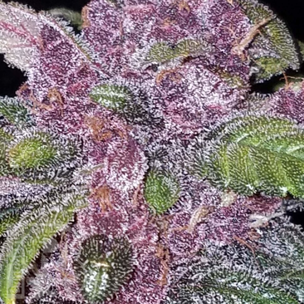 Семена  Early Skunk x AK feminised Ganja Seeds