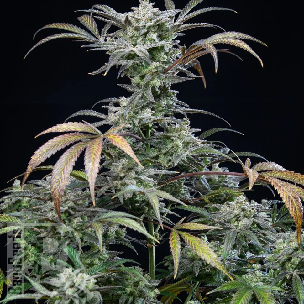 Семена конопли Auto Tengiz feminised Bang Seeds