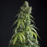 Семена конопли  Auto Tengiz feminised Bang Seeds