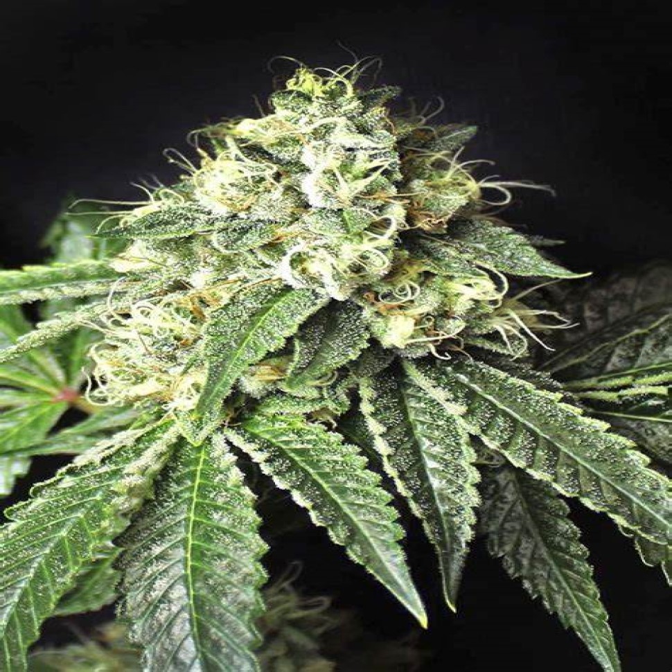 Семена марихуаны  Pablo Escobar feminised Ganja Seeds