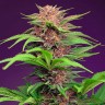 Семена конопли  Auto Mimosa Bruce Banner XL feminised Ganja Seeds