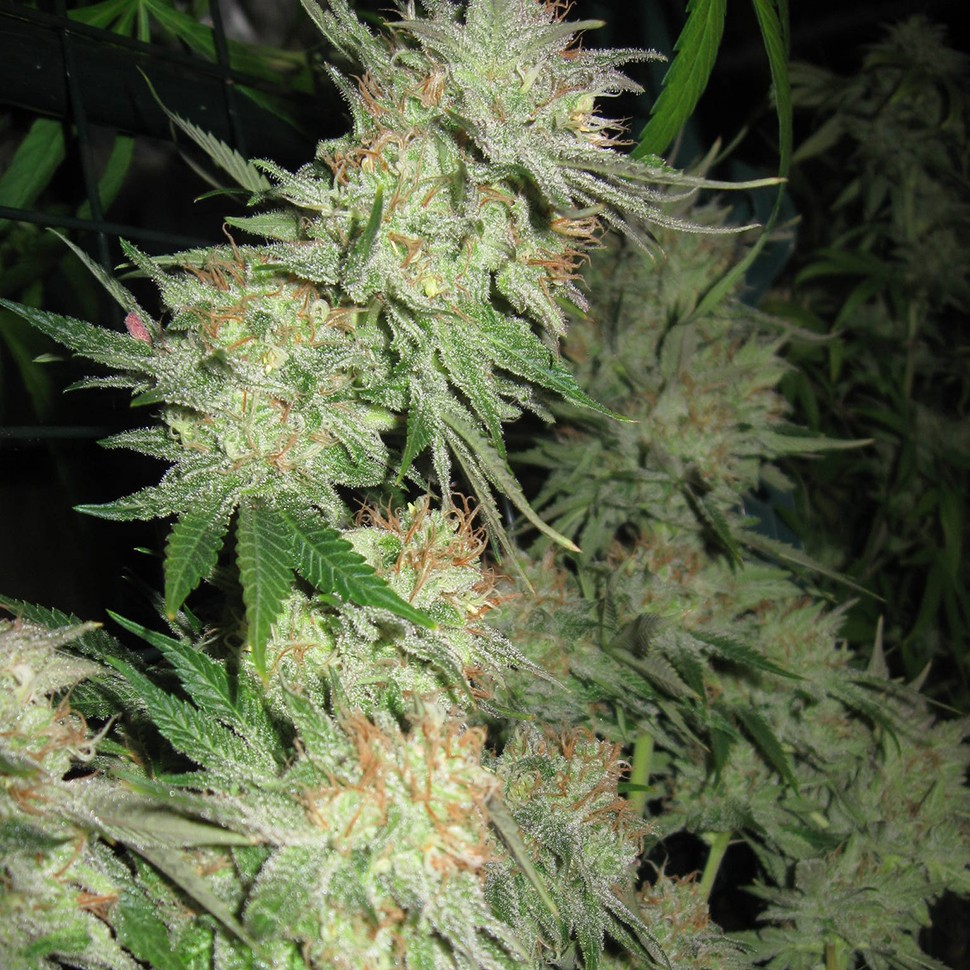 Семена ганжа  G13 Skunk feminised Ganja Seeds