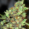 Семена ганжа  G13 Skunk feminised Ganja Seeds