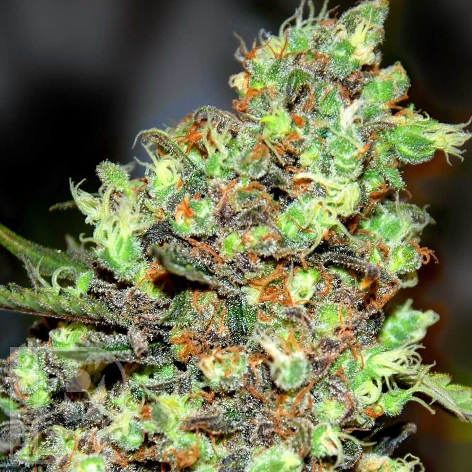 Семена ганжа  G13 Skunk feminised Ganja Seeds