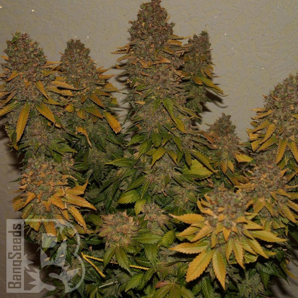 Семена ганжа  G13 Skunk feminised Ganja Seeds