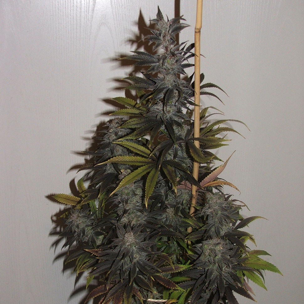 Семена марихуаны  Auto Tobol feminised Bang Seeds