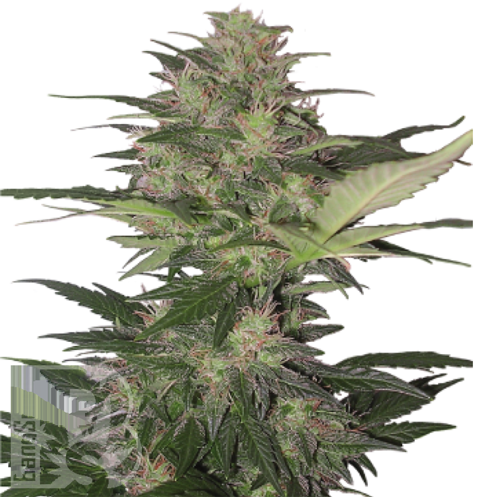 Семена ганжа  Auto Red Dwarf feminised Ganja Seeds