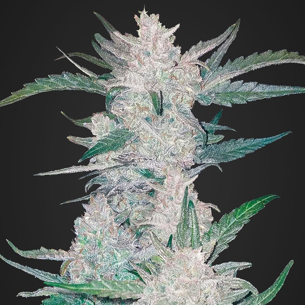 Семена Auto Mexican Airlines regular Ganja Seeds