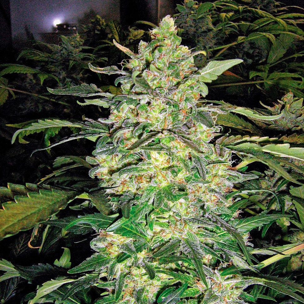 Семена ганжа Great White Shark feminised Ganja Seeds