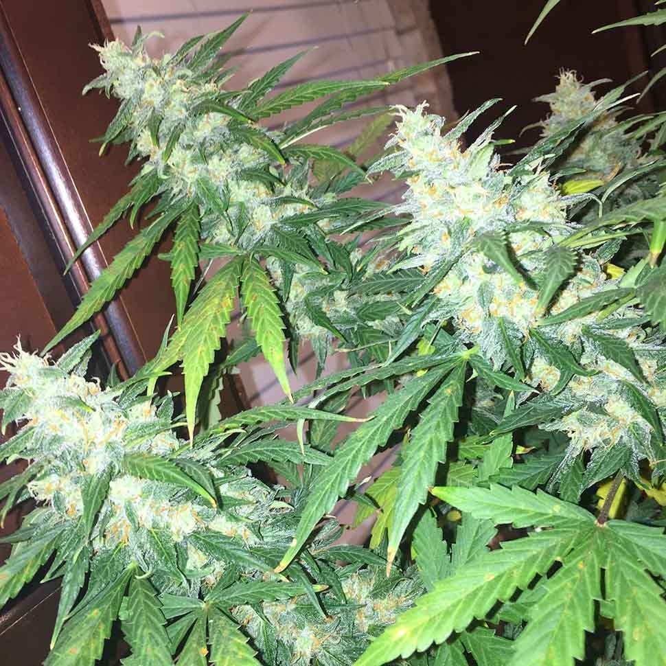 Семена марихуаны  Auto Siberian Haze regular Ganja Seeds