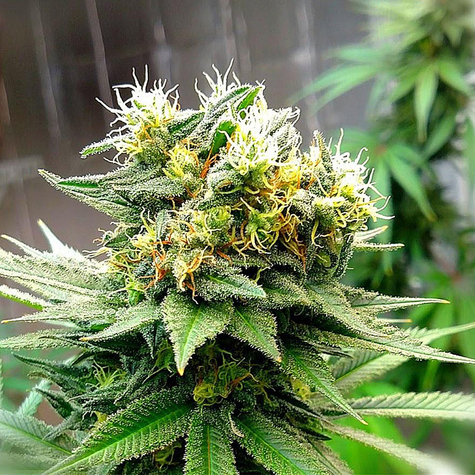 Семена конопли Auto Turgai feminised Bang Seeds