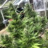 Семена конопли  Auto Turgai feminised Bang Seeds