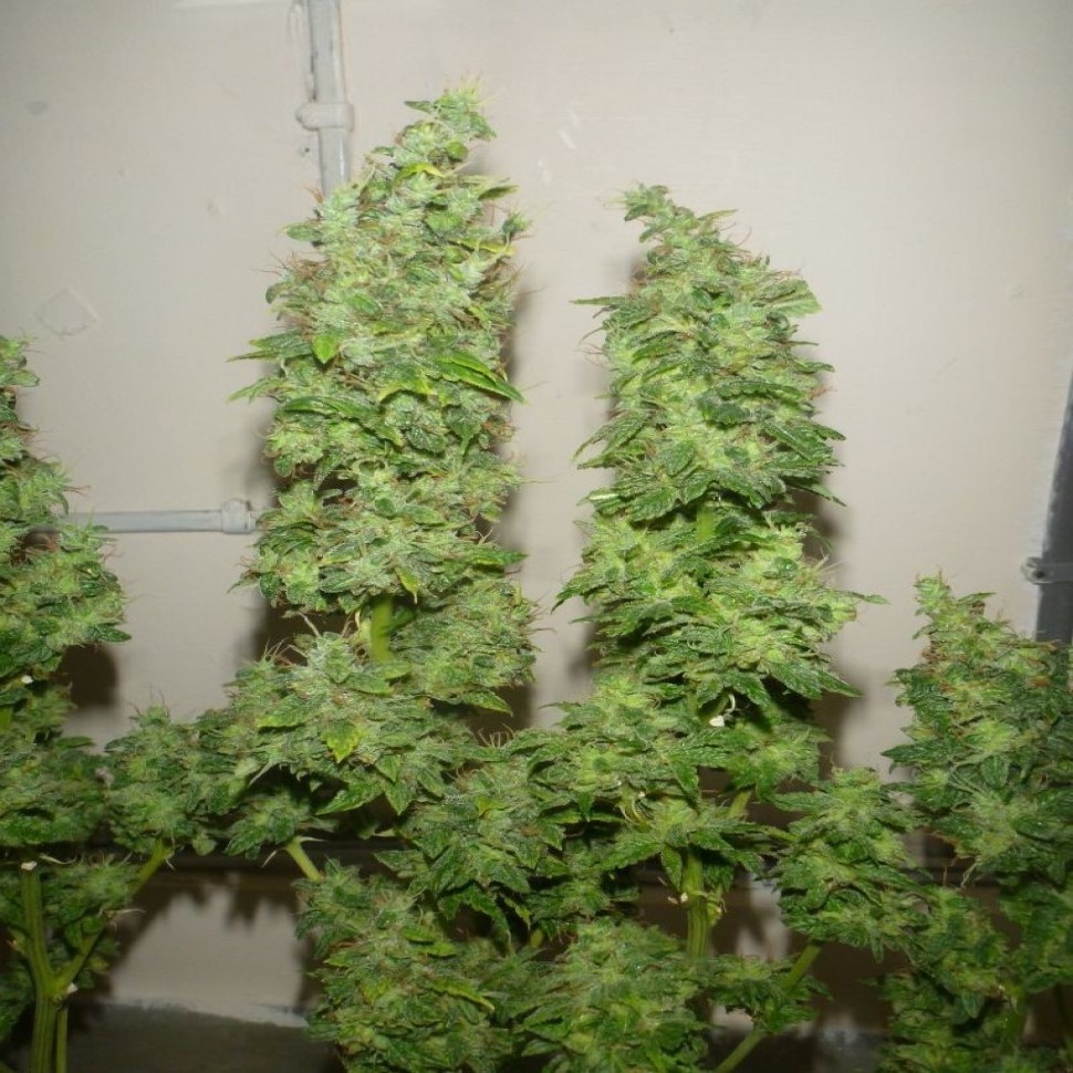 Семена каннабиса  Tangerine Dream feminised Ganja Seeds