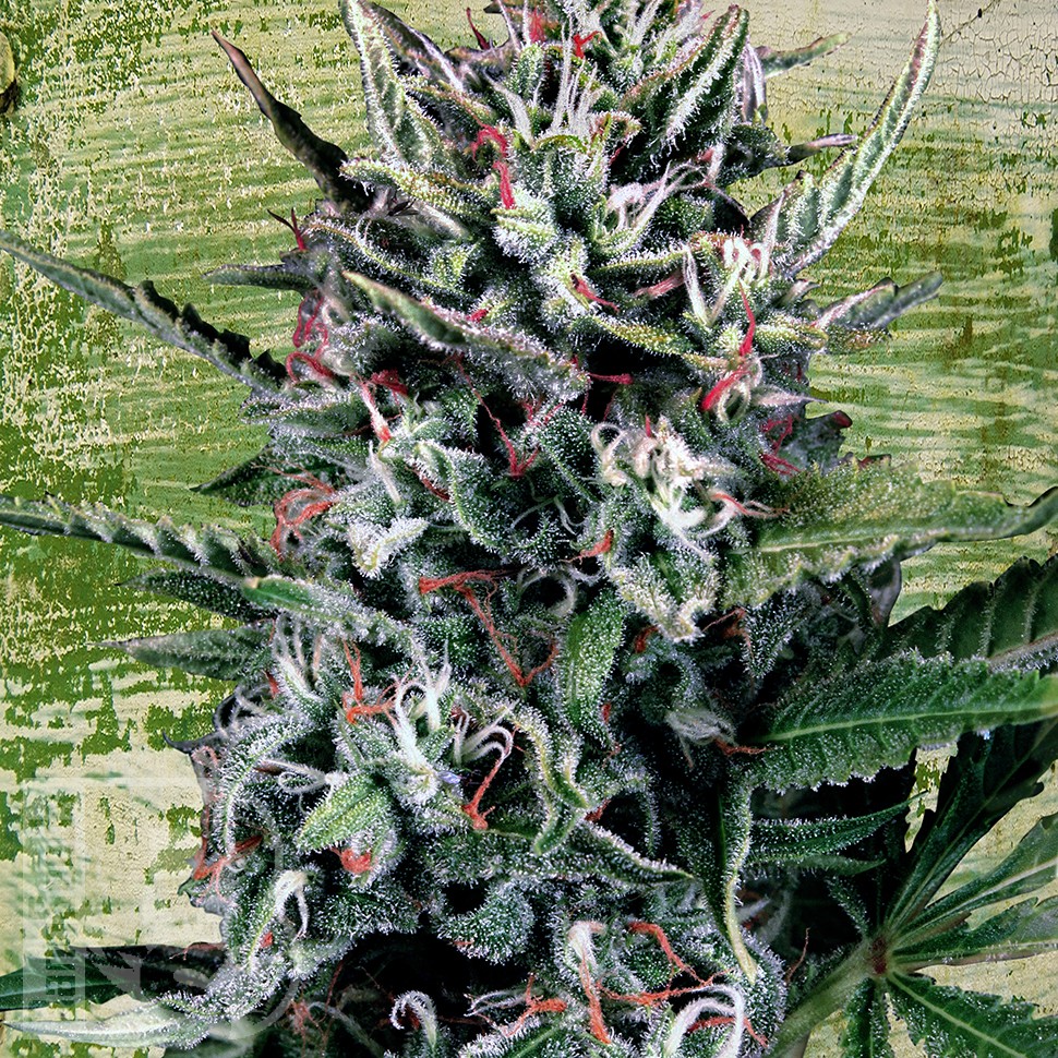 Семена  Auto Silver Bullet feminised Ganja Seeds