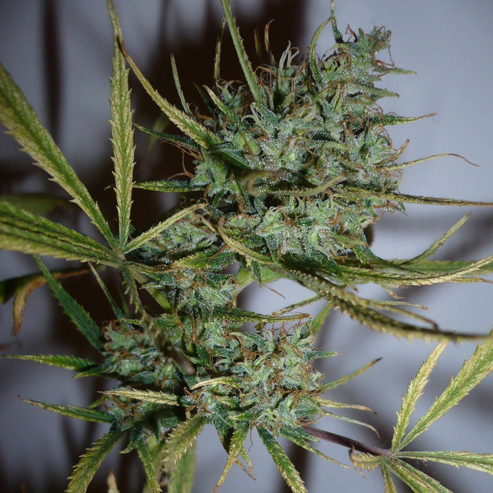 Семена конопли Top 44 feminised Ganja Seeds