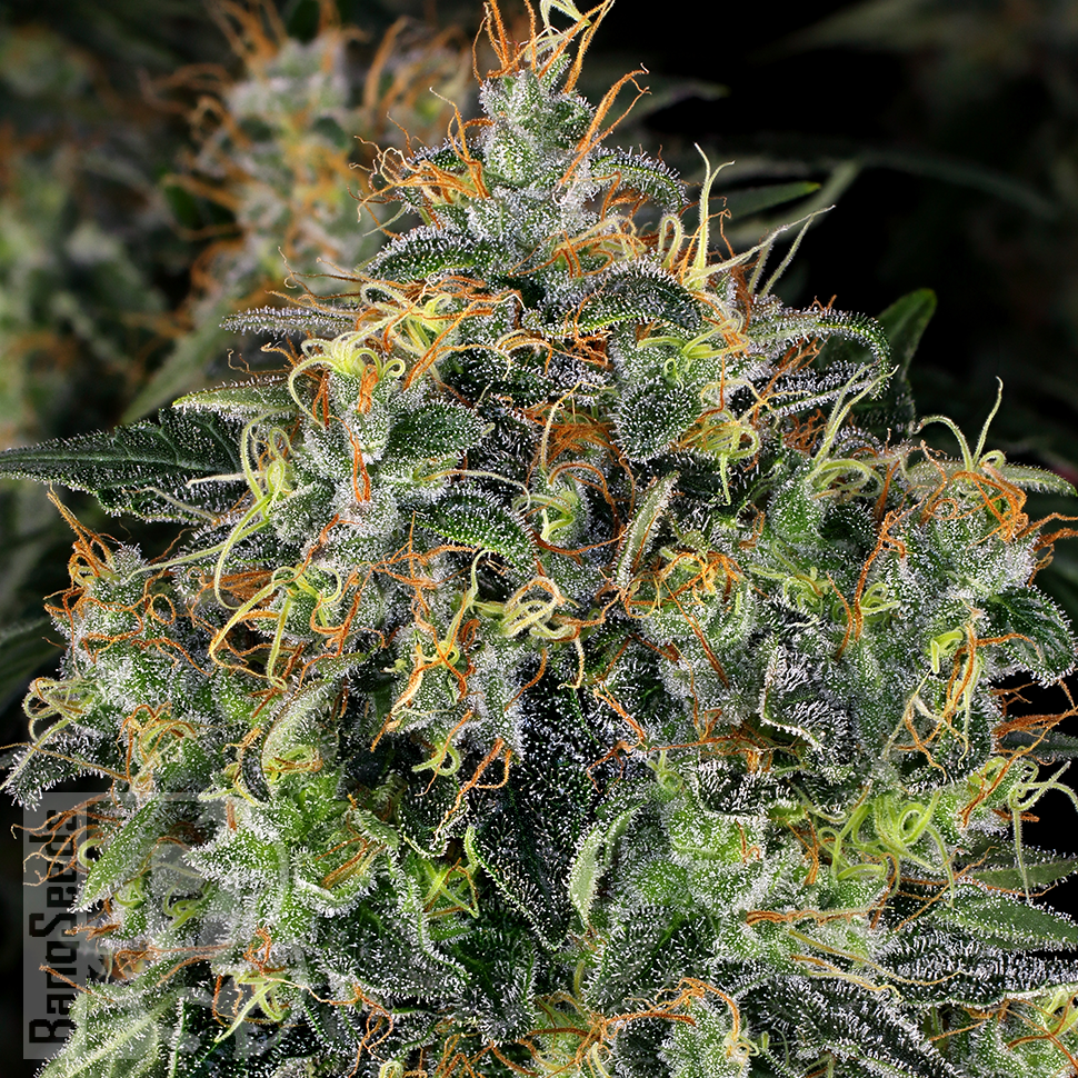 Семена конопли  Top 44 feminised Ganja Seeds