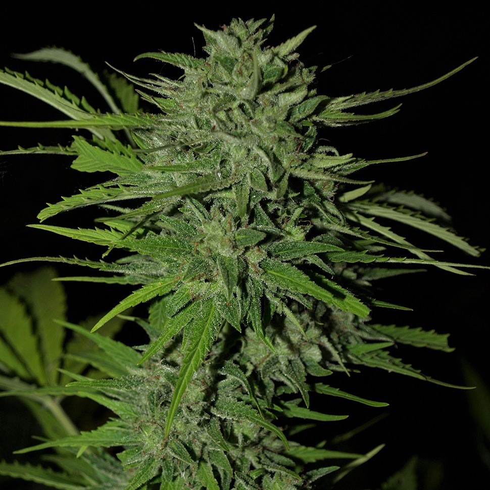 Семена каннабиса  Auto Ungurtas feminised Bang Seeds