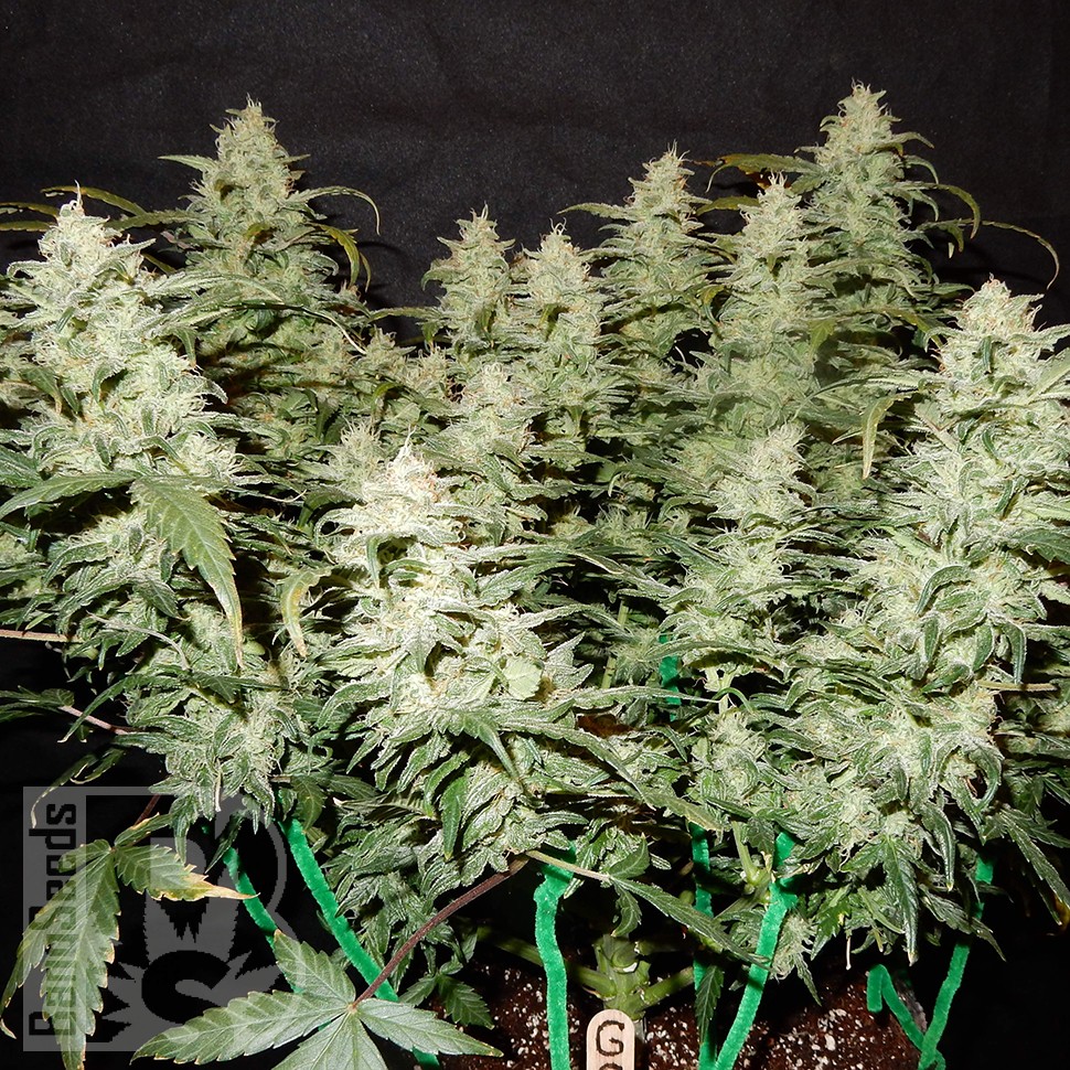 Auto Gorilla Glue CBD feminised Ganja Seeds