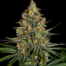 Семена конопли  New York City feminised Ganja Seeds
