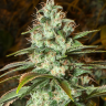 Семена конопли  New York City feminised Ganja Seeds