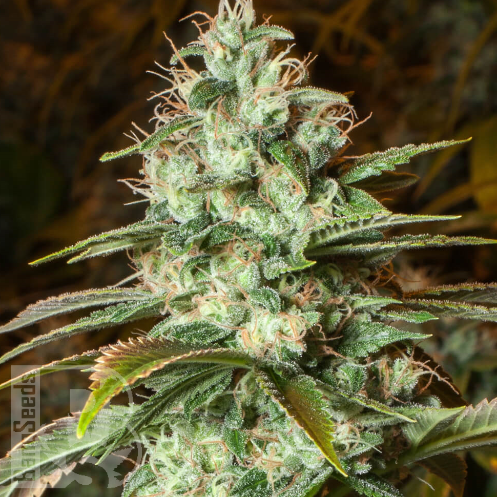 Семена конопли  New York City feminised Ganja Seeds