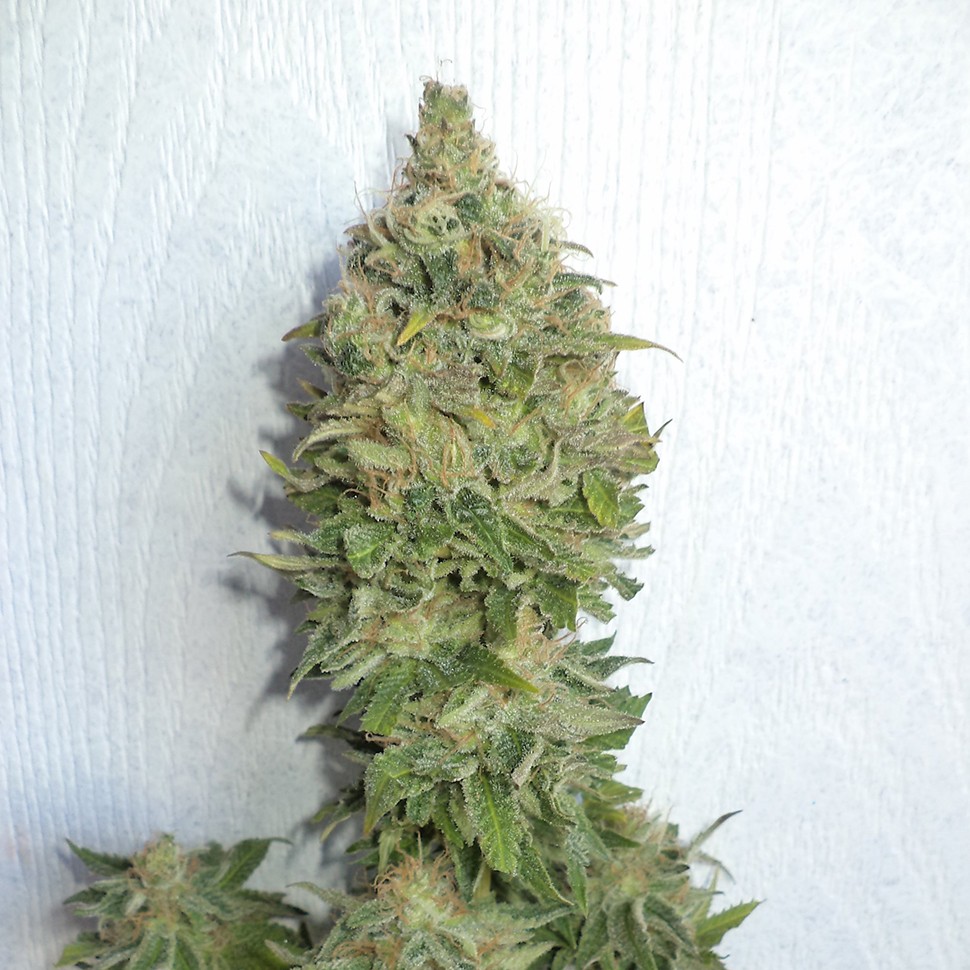 Семена ганжа  Auto Mamba Negra feminised Ganja Seeds