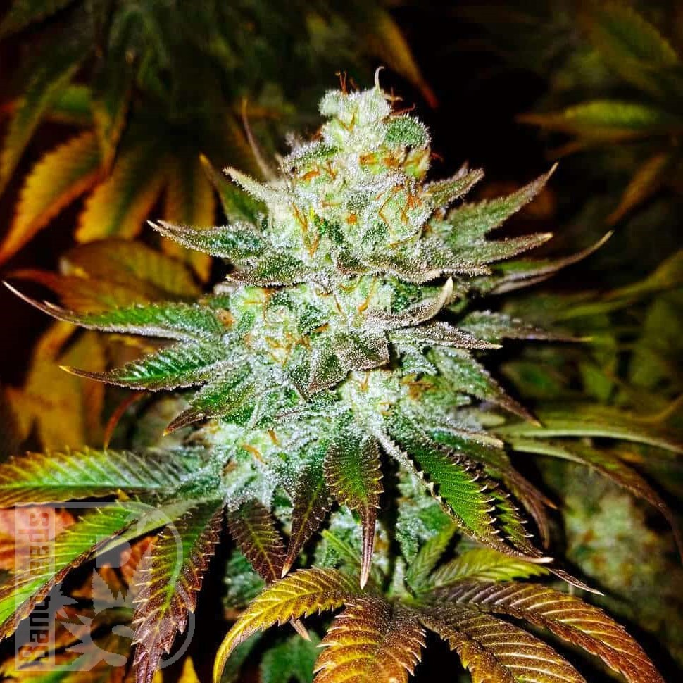 Семена ганжа  Auto Mamba Negra feminised Ganja Seeds