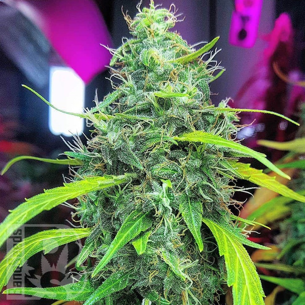 Семена ганжа  Auto Mamba Negra feminised Ganja Seeds