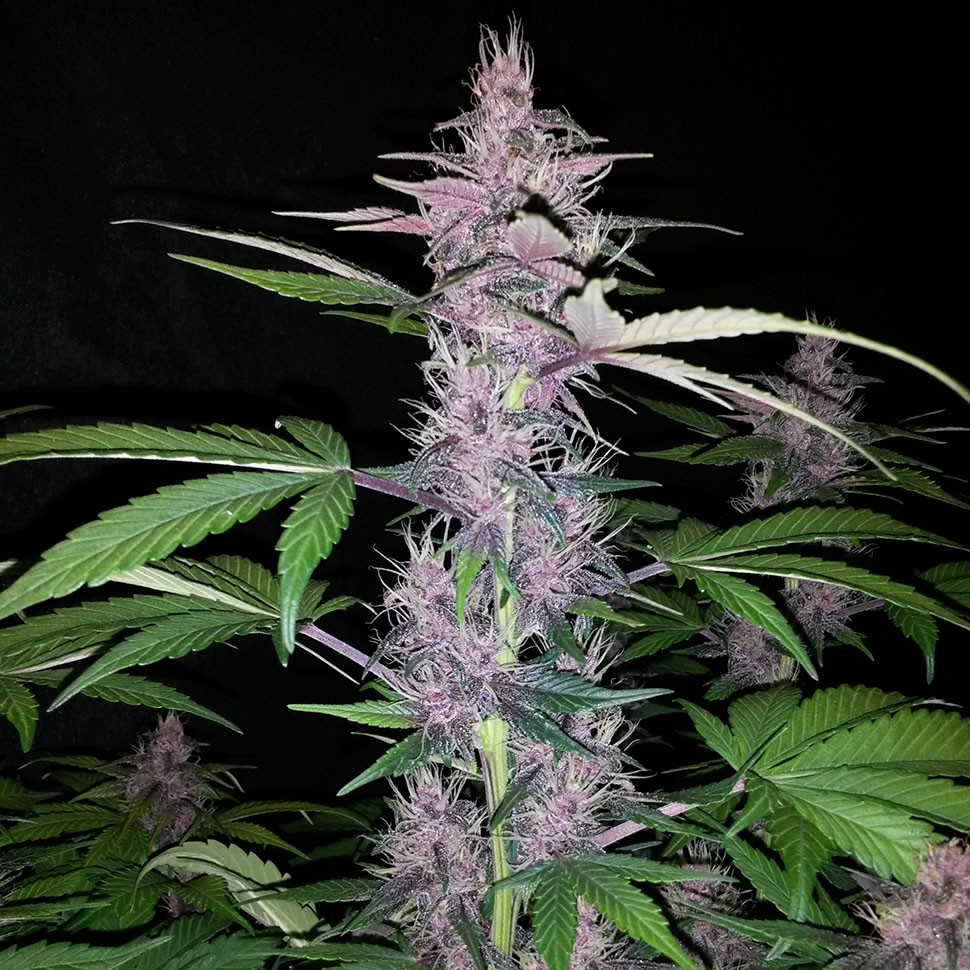 Семена Auto Zaisan feminised Bang Seeds