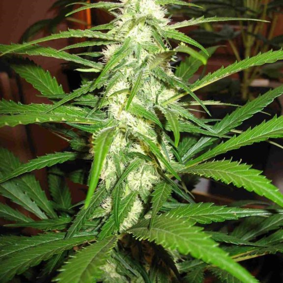 Семена конопли  Sugar Black Rose feminised Ganja Seeds Fast Version