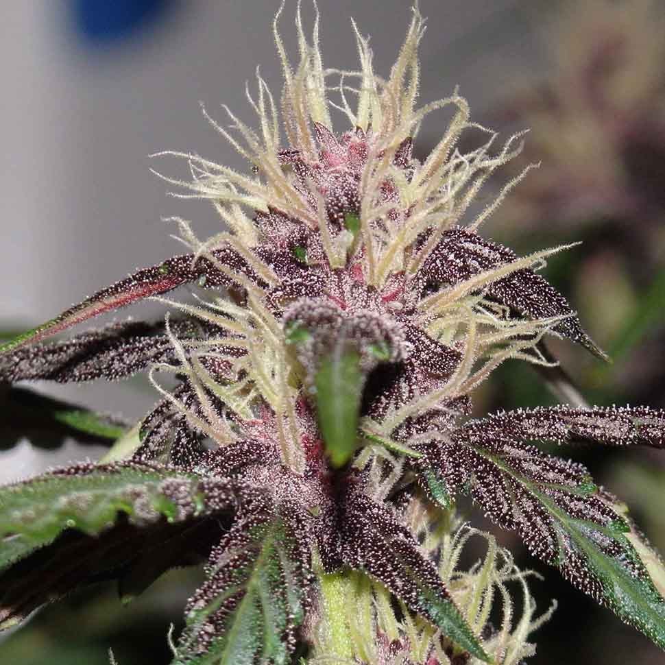 Семена марихуаны Auto Purple Mazar regular Ganja Seeds