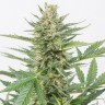 Семена  Alatau feminised Bang Seeds