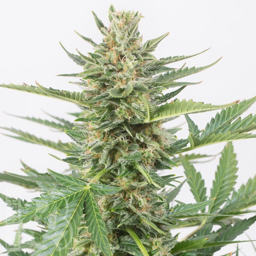 Семена Alatau feminised Bang Seeds