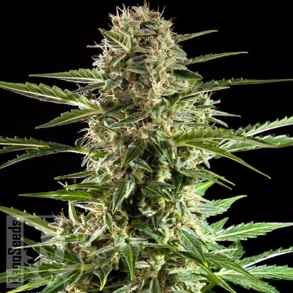 Семена  Alatau feminised Bang Seeds
