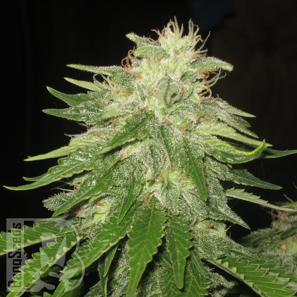 Семена марихуаны  Auto Super Hash feminised Ganja Seeds