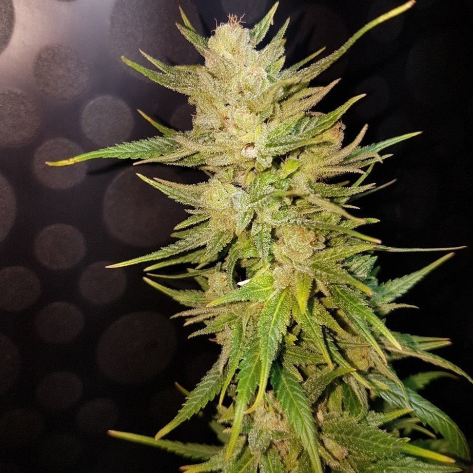 Семена Nefertiti feminised Ganja Seeds