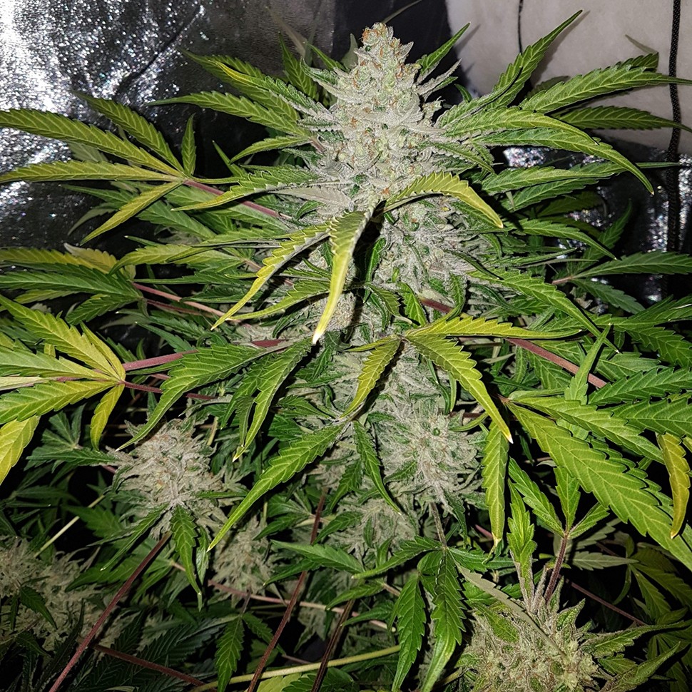 Семена каннабиса Altay feminised Bang Seeds