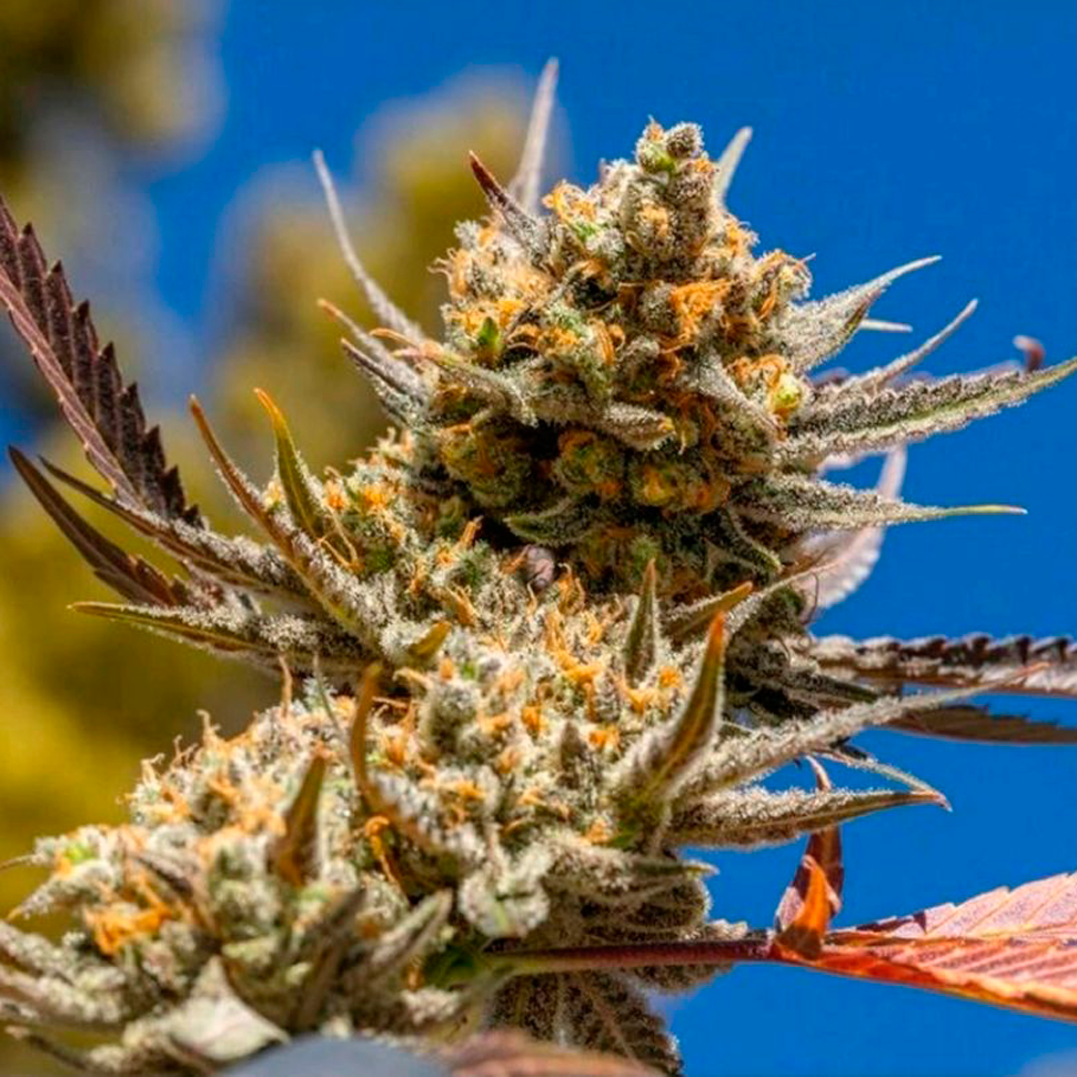 Семена конопли  Rolling Frau feminised Ganja Seeds